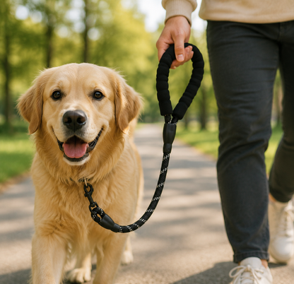 Chien en promenade avec une laisse renforcée en nylon DogLina et poignée confortable